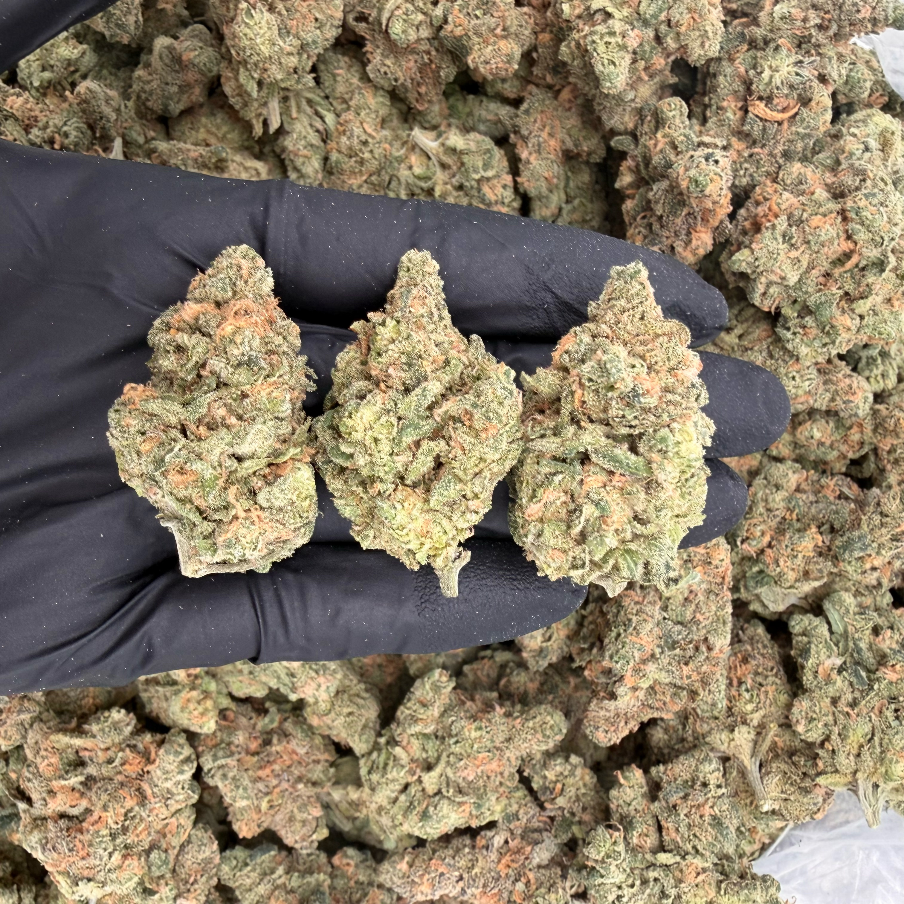 Blue Dream