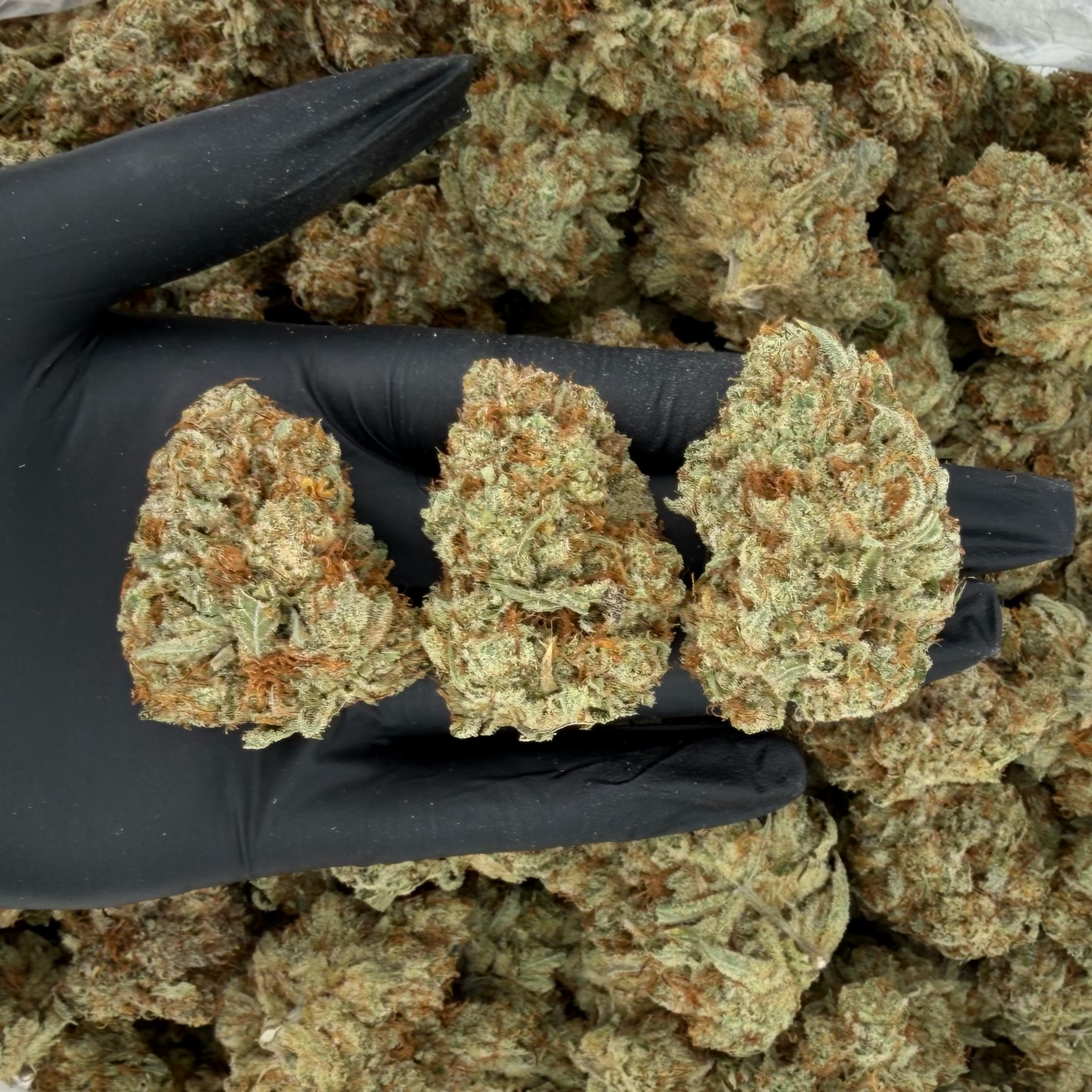 Afghan White Gold